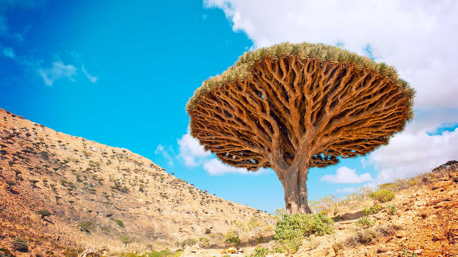 Dragon's Blood Tree - Leaf & Limb