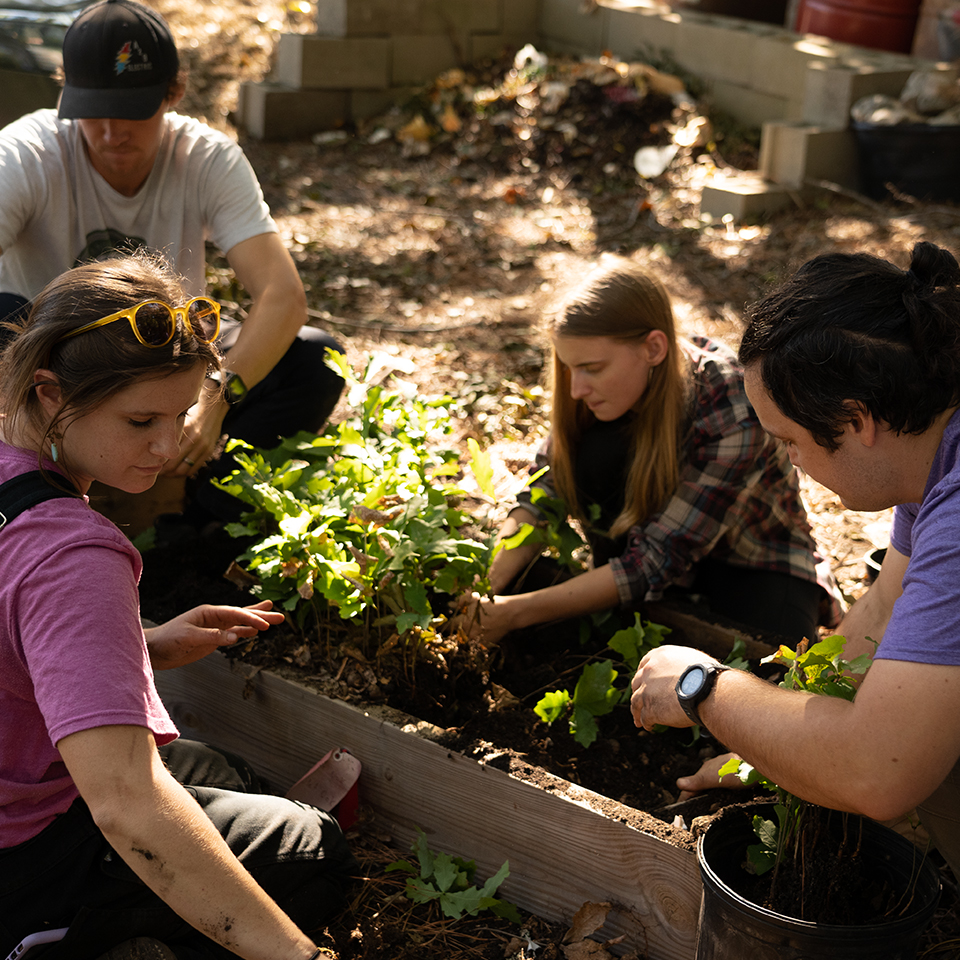 As long as there's life, there's hope': Seedling of Survivor Tree thrives in Central