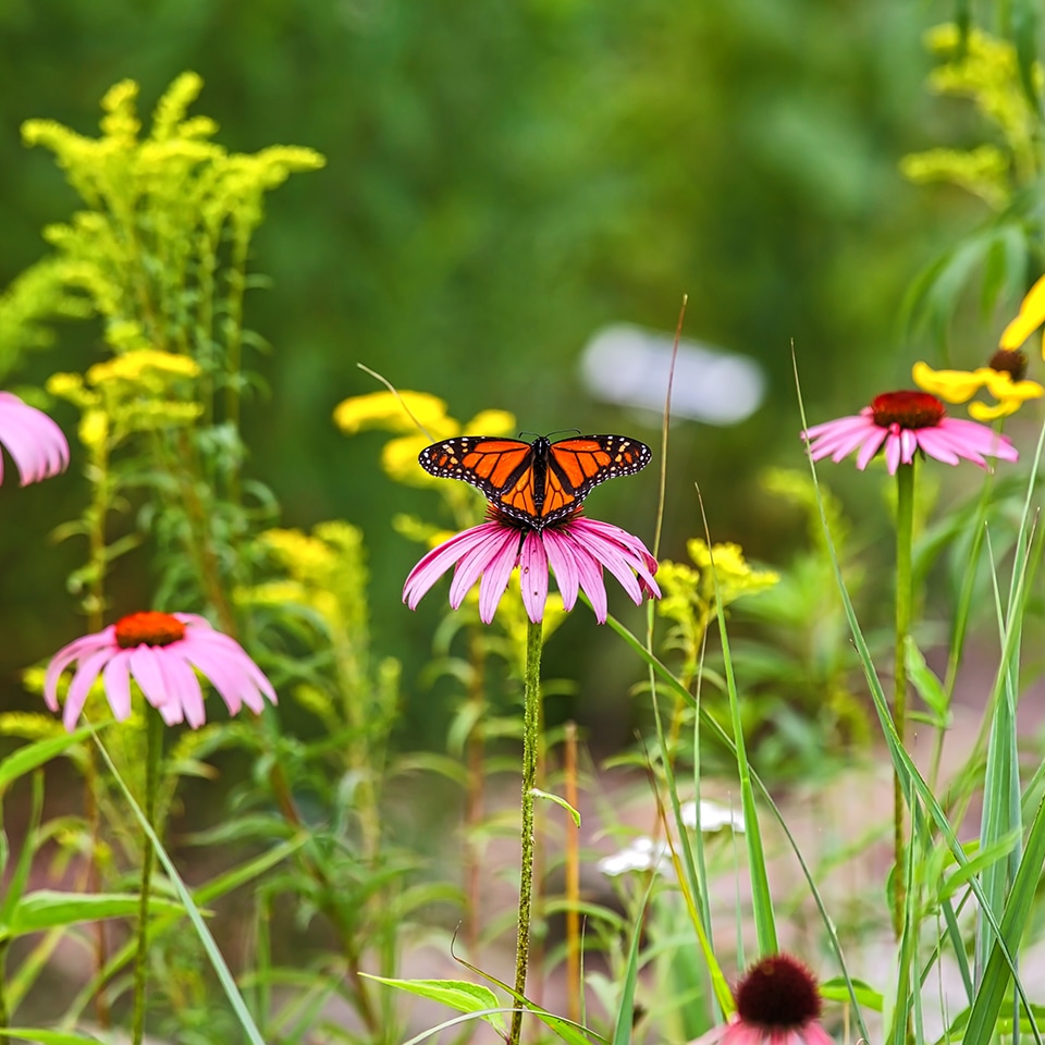 Photo of a Piedmont Prairie