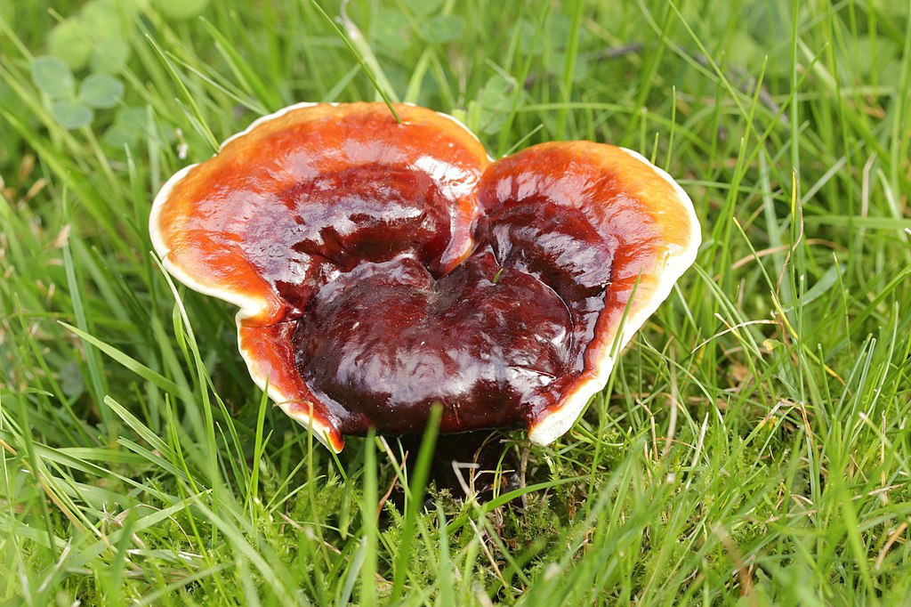 Ganoderma lucidum, aka Reishi