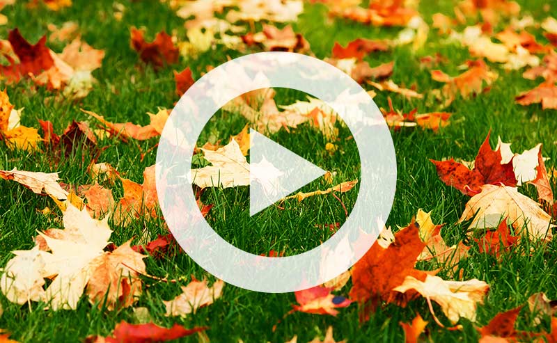 Fallen autumn leaves covering the ground beneath trees