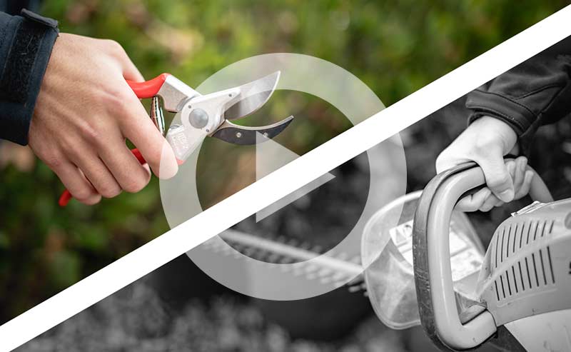 Hand pruning tools and healthy shrubs after precise cuts.