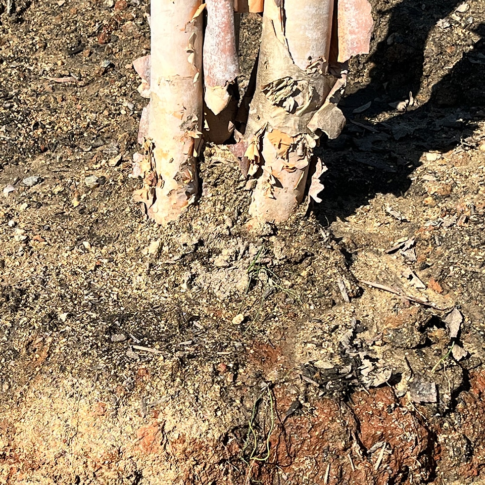 compacted soil around a birch tree
