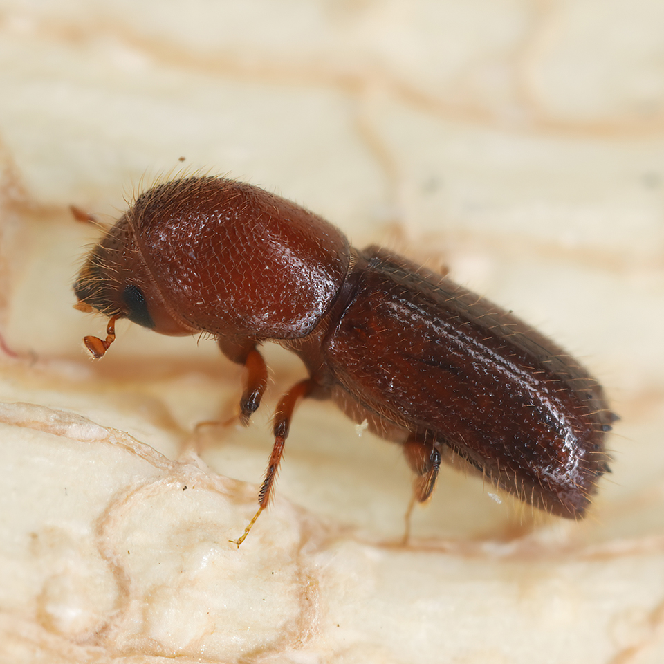 These tiny beetles, about the size of a sesame seed, are experts at finding stressed trees — especially newly planted ones. Females burrow into the lower trunk and lay eggs in tunnels. The larvae feed on a fungus that the beetles introduce inside the galleries. The clearest sign is tiny "toothpicks" of compacted sawdust sticking out of the bark. Their presence reveals seriously root-stressed trees.