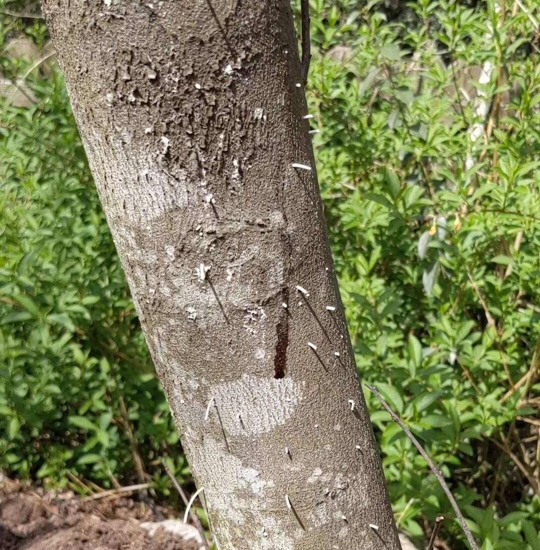 what is brewing in the woods?