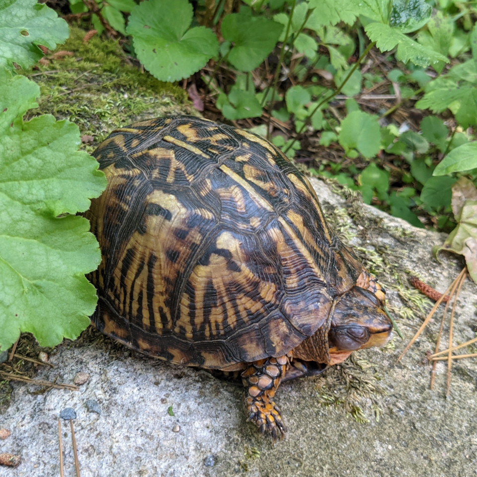 eastern box turtle