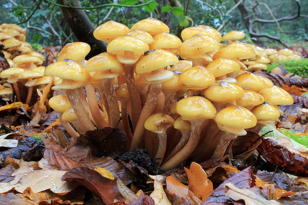 Armellaria mellea, aka Honey Fungus