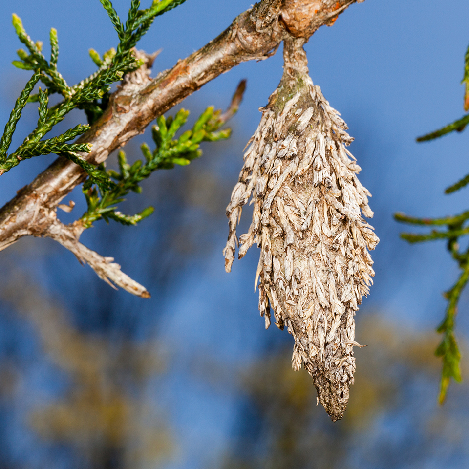Another caterpillar that hides inside a little sac it forms from plant parts. It is common on evergreen species like Leyland cypress and arborvitae. The brown sacs look like part of the tree unless one takes a close look. The caterpillars poke their heads out to feed. They carry their protective sac around. Until late summer when they get ready to pupate. Unchecked, they can seriously defoliate an evergreen.