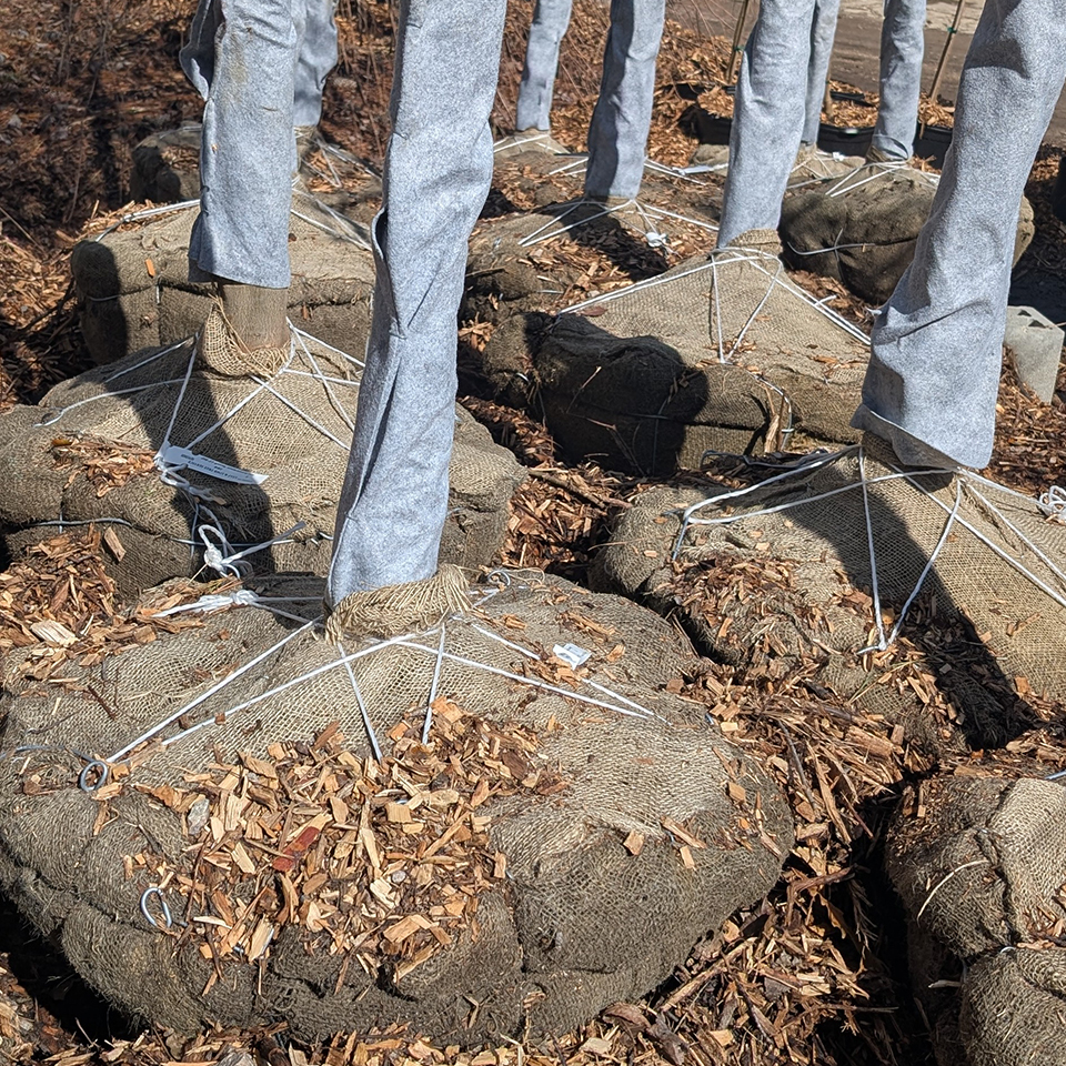 Balled and burlap trees.