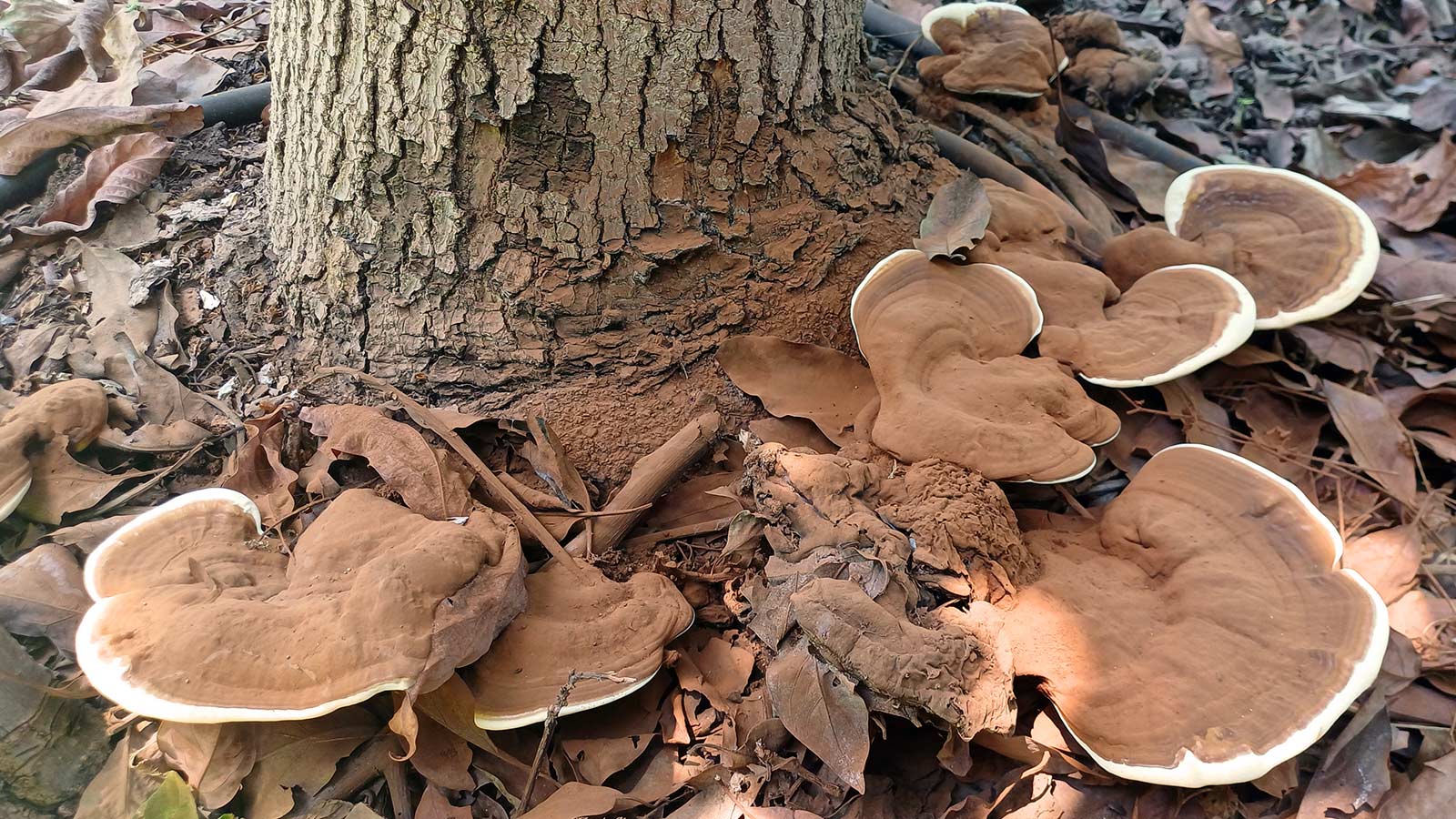 Conks at the bottom of a rotting tree.