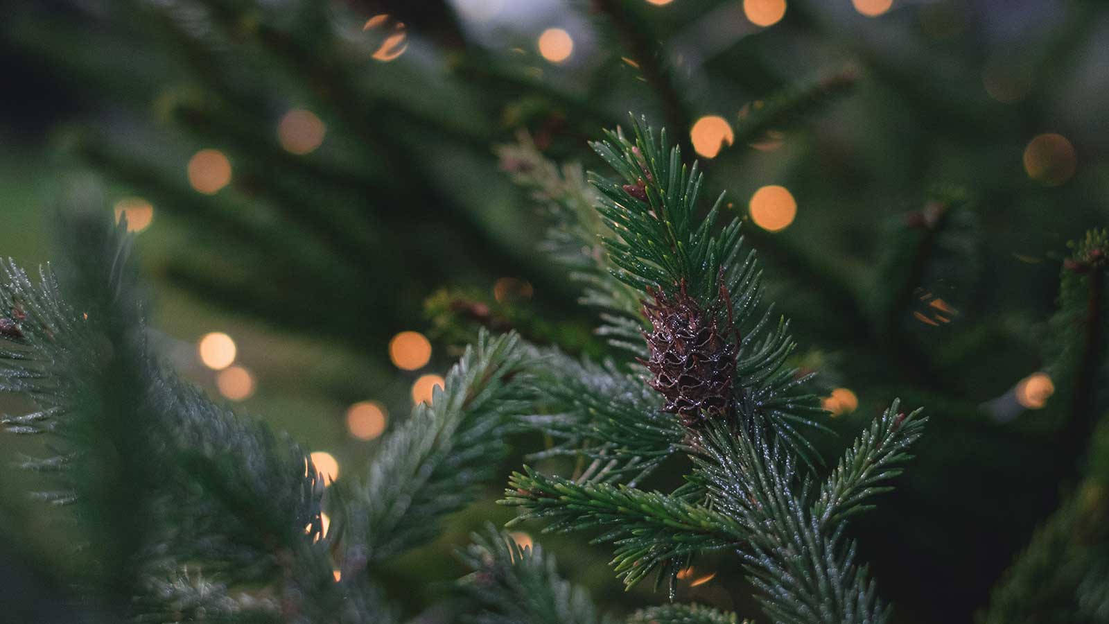 Holiday tree with lights