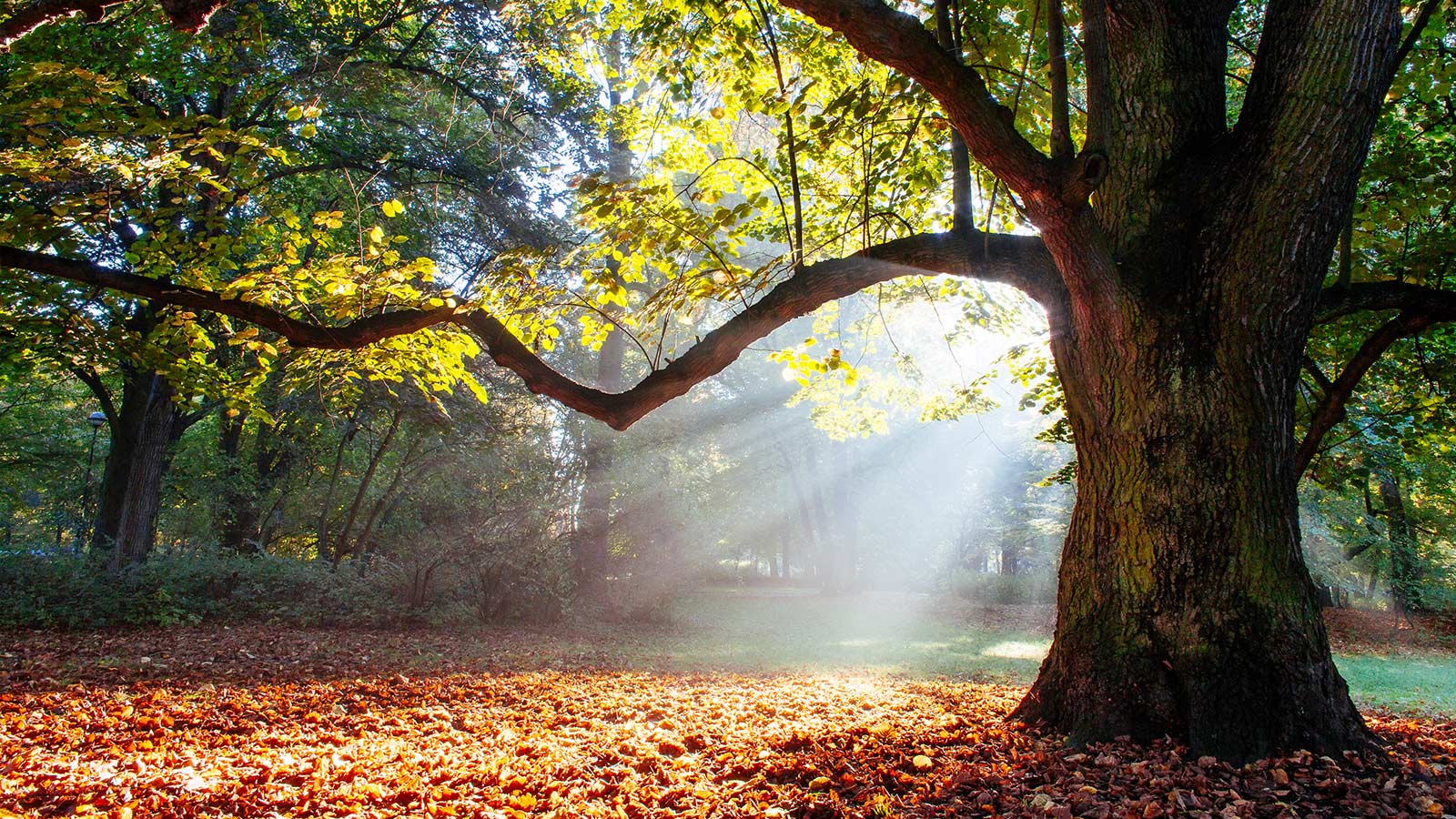 Very old tree backlit by the sun.