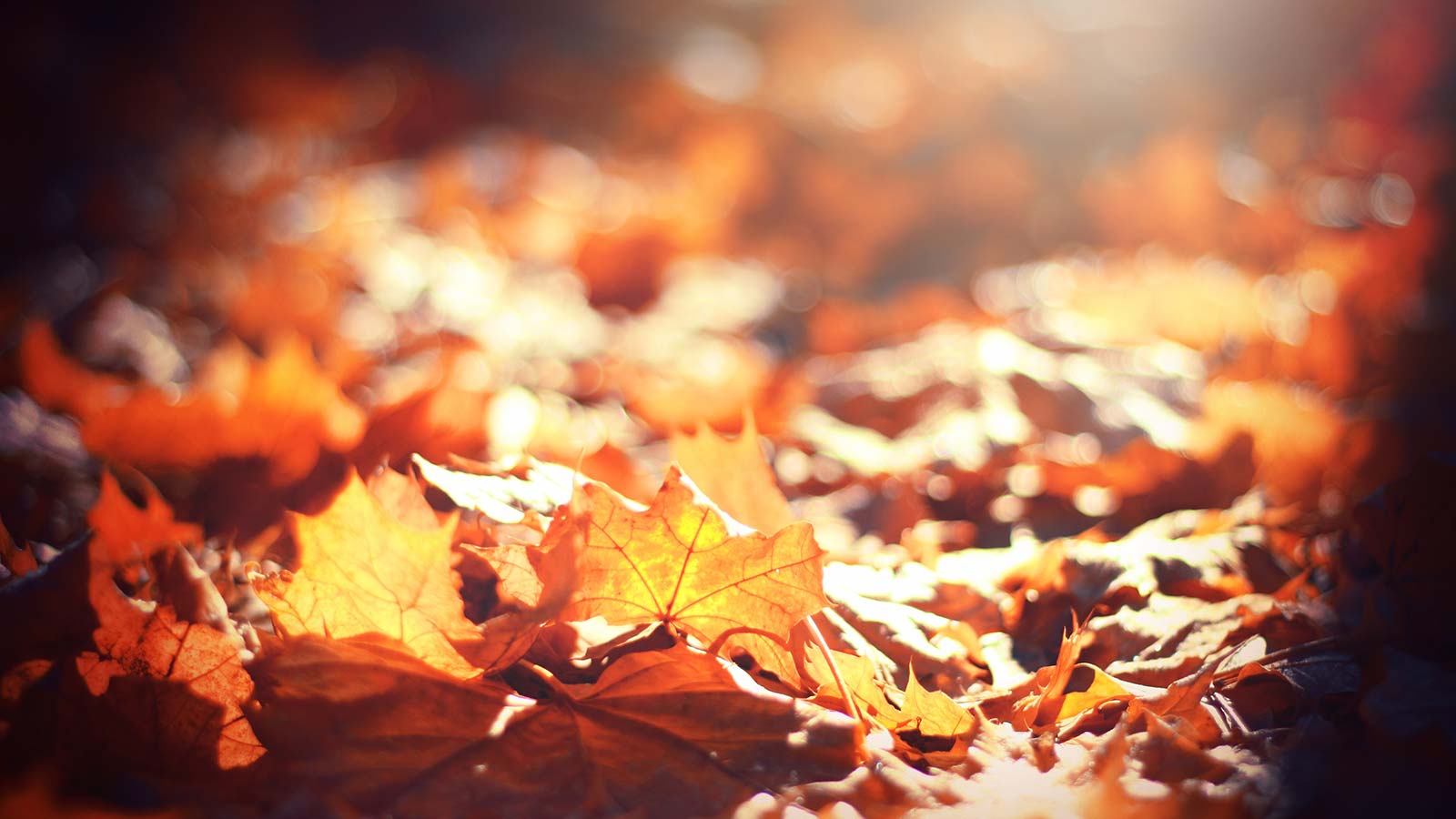 Autumn leaves on the ground providing natural mulch and habitat.