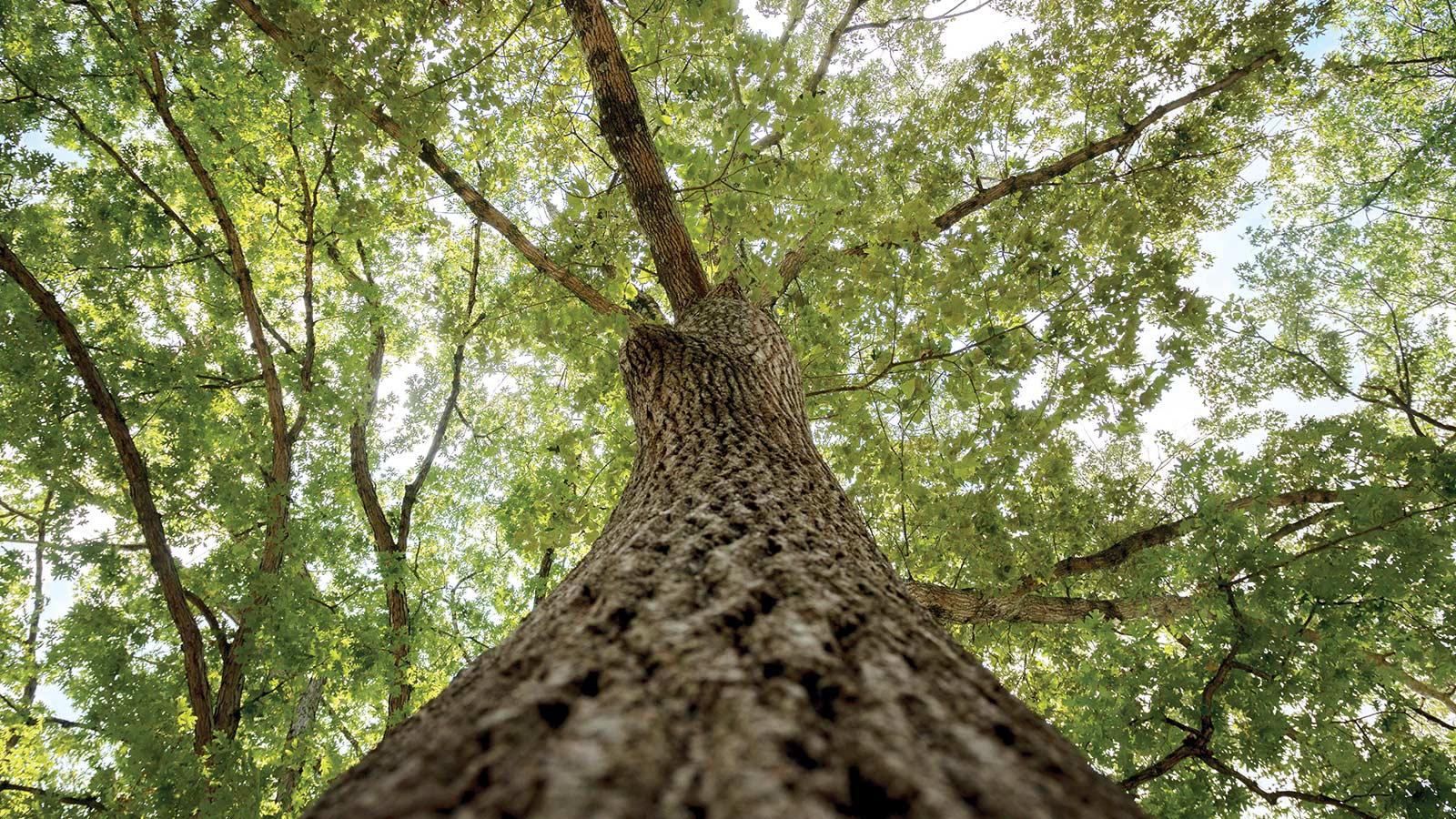 A large mature tree with a wide canopy in a sunny yard.