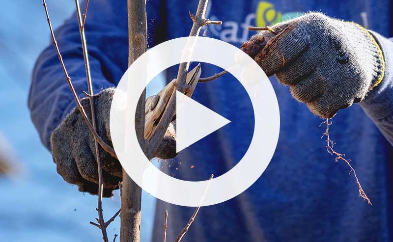 Arborist pruning a tree to create a strong central trunk