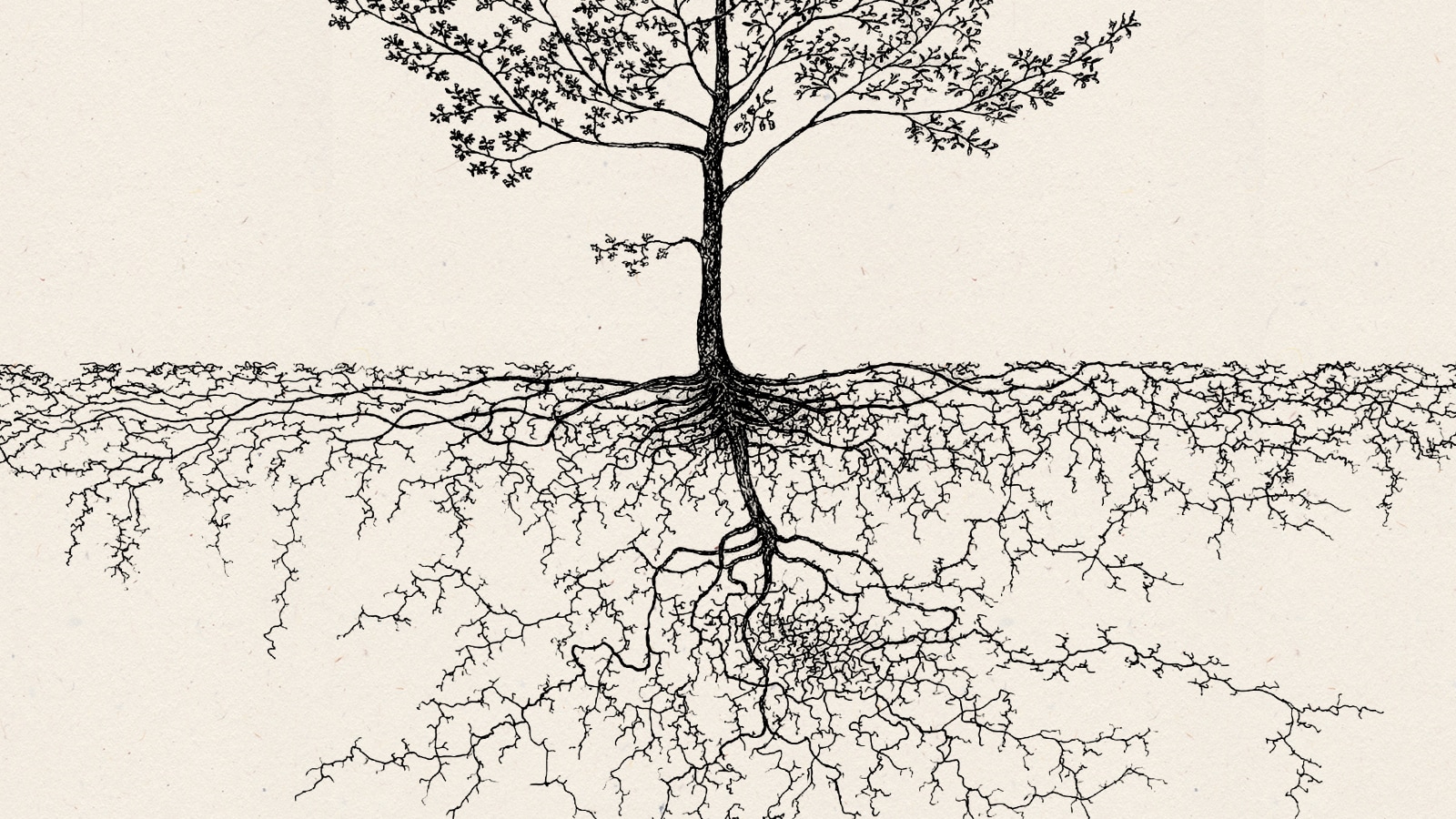 Tree Root Diagram Schematic Diagram Of A Tree Root System During Sap Tree Root Diagram Schematic Diagram Of A Tree Root System During Sap
