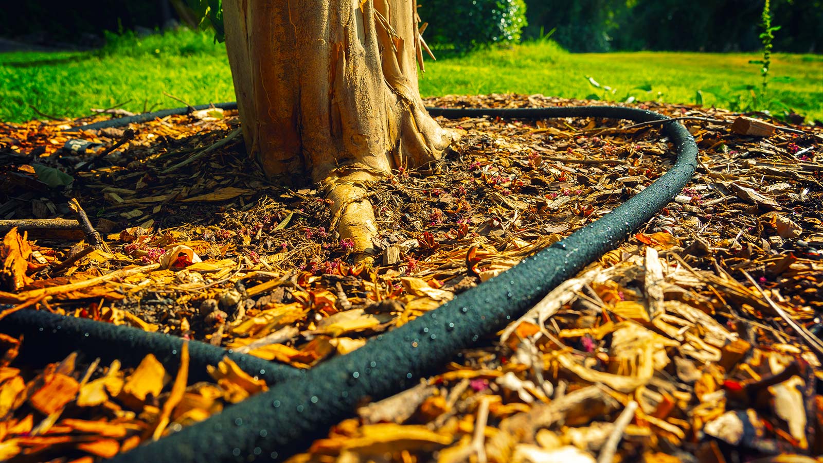 Soaker Hoses, Irrigation Systems, and Treegators, Oh My! - Leaf & Limb