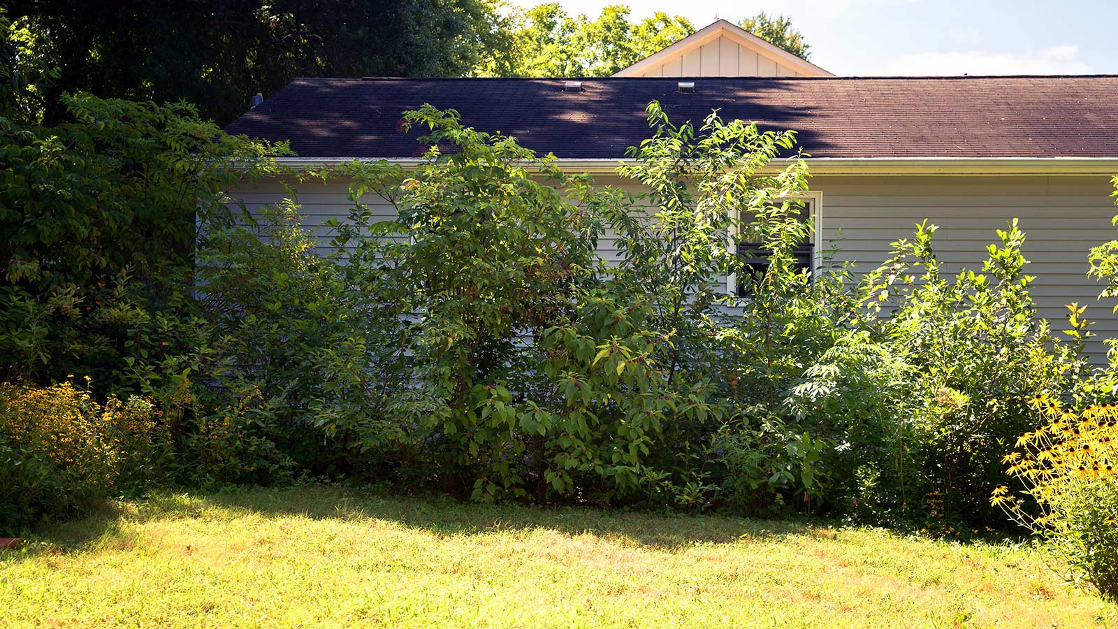 Dense thicket of small native trees and shrubs for privacy.