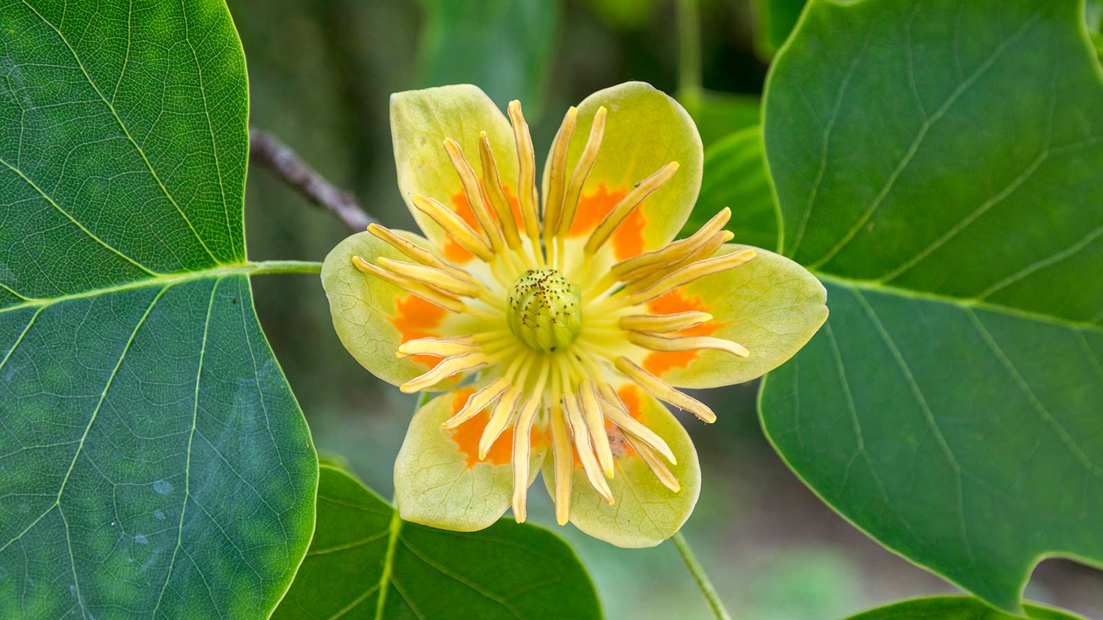 Close-up of tulip poplar flower.