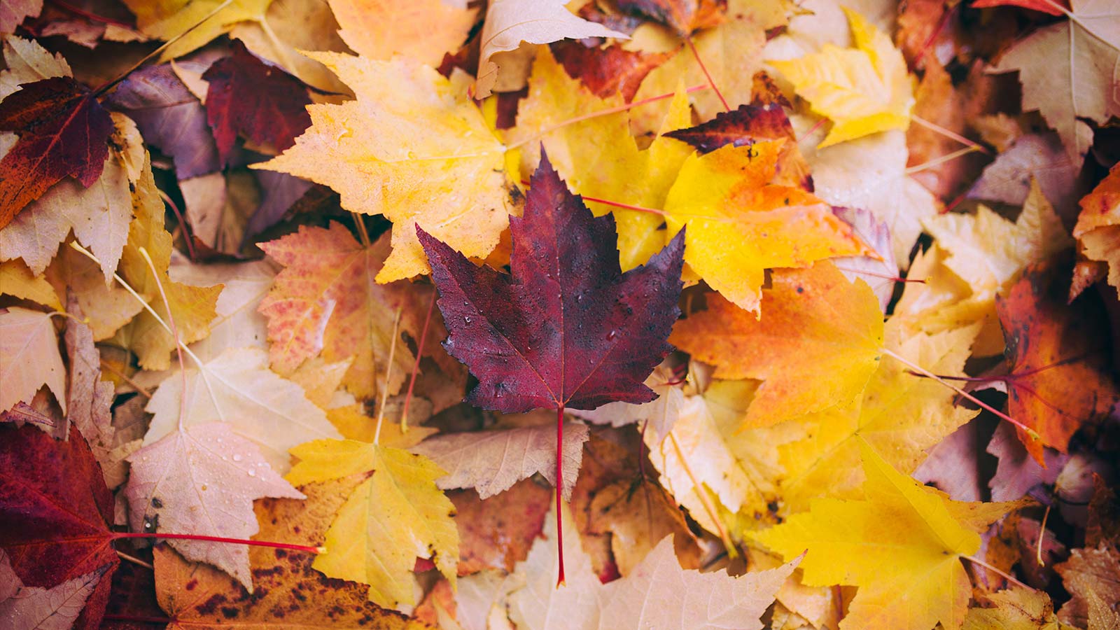 Autumn leaves providing natural mulch and nutrients for trees.