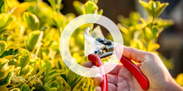 Pruning tools and a healthy tree