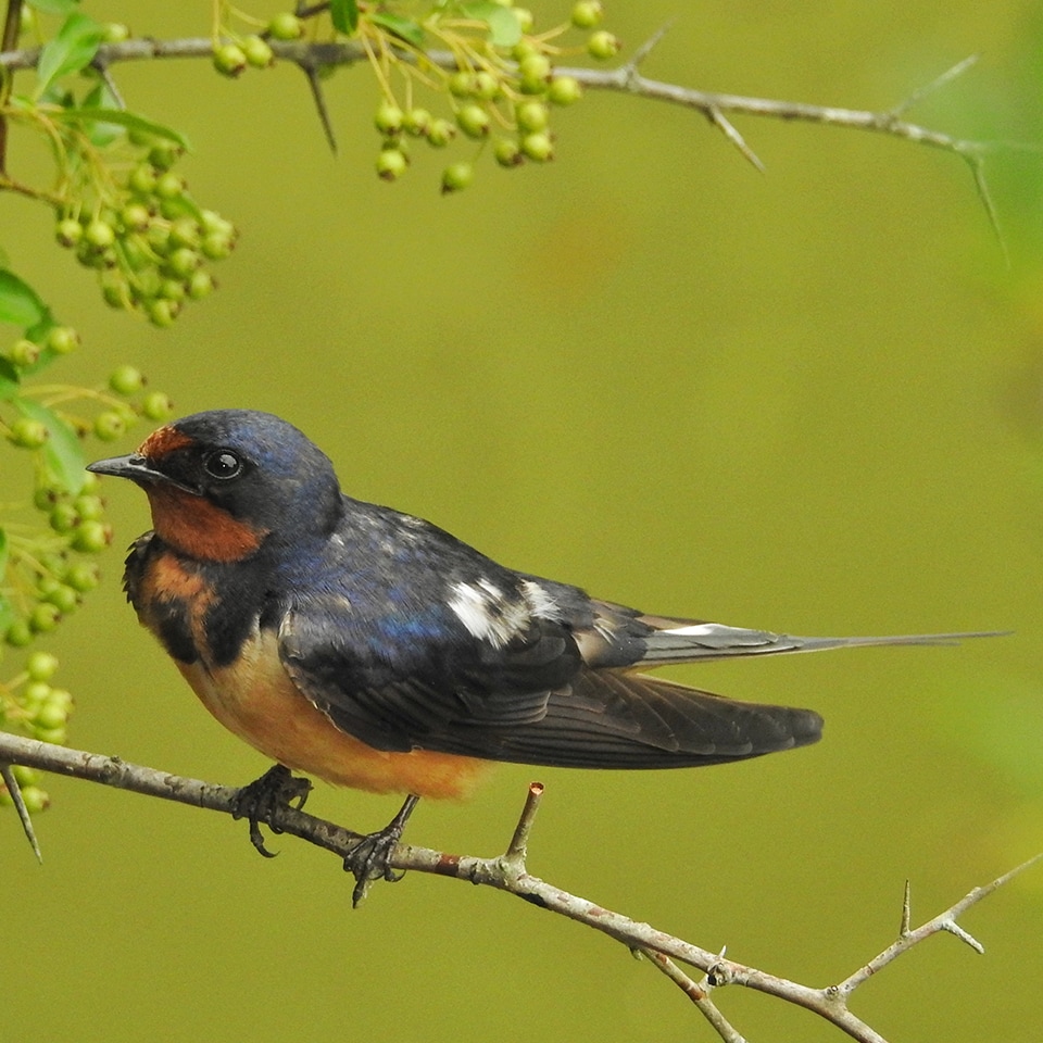 Barn swallow in flight low over a summer meadow