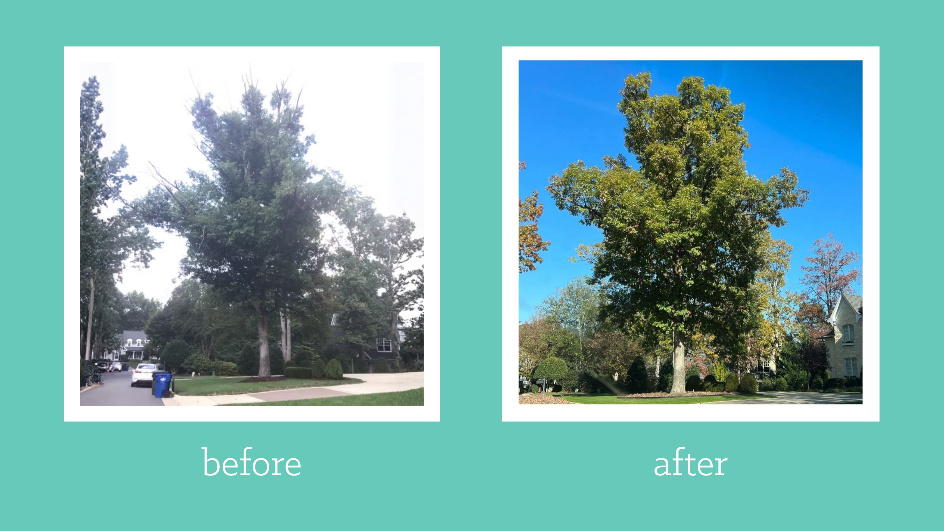 This large white oak in Raleigh went from struggling to thriving.