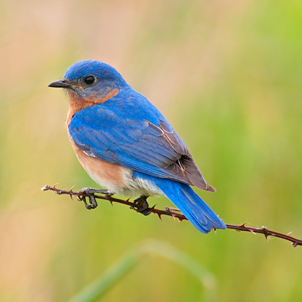 Bluebird on a thicket branch