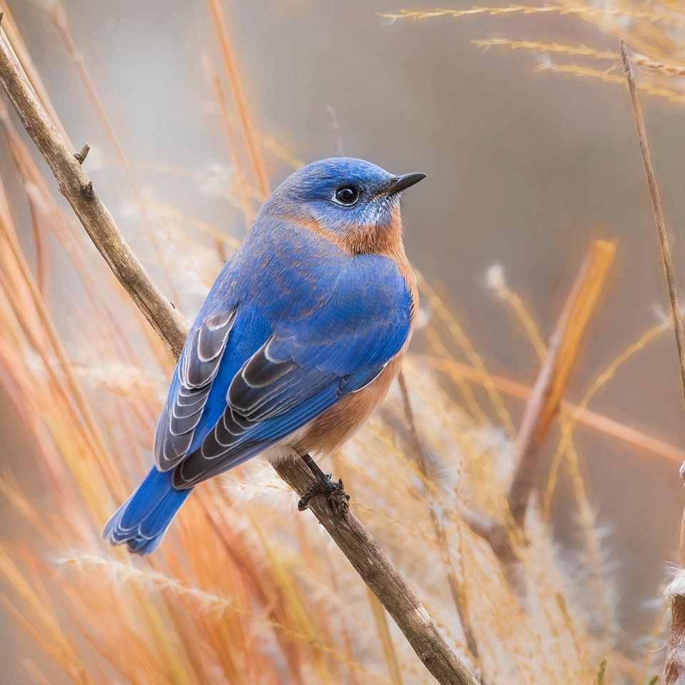 Male eastern bluebird perched on a prairie planting