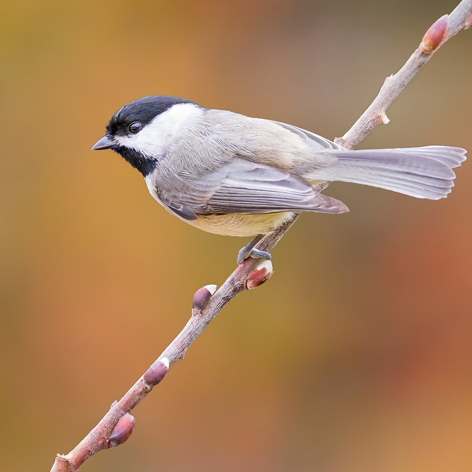 Carolina chickadee perched in native shrub