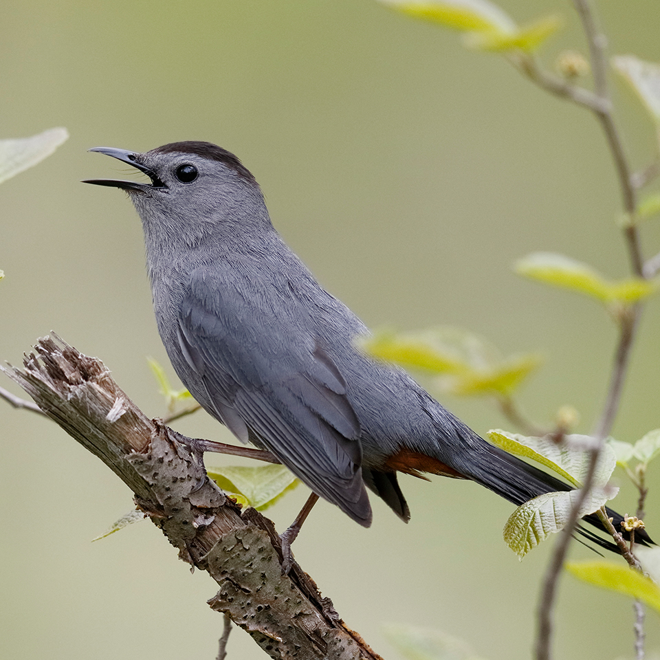 Gray catbird perched in dense shrubby vegetation at meadow edge