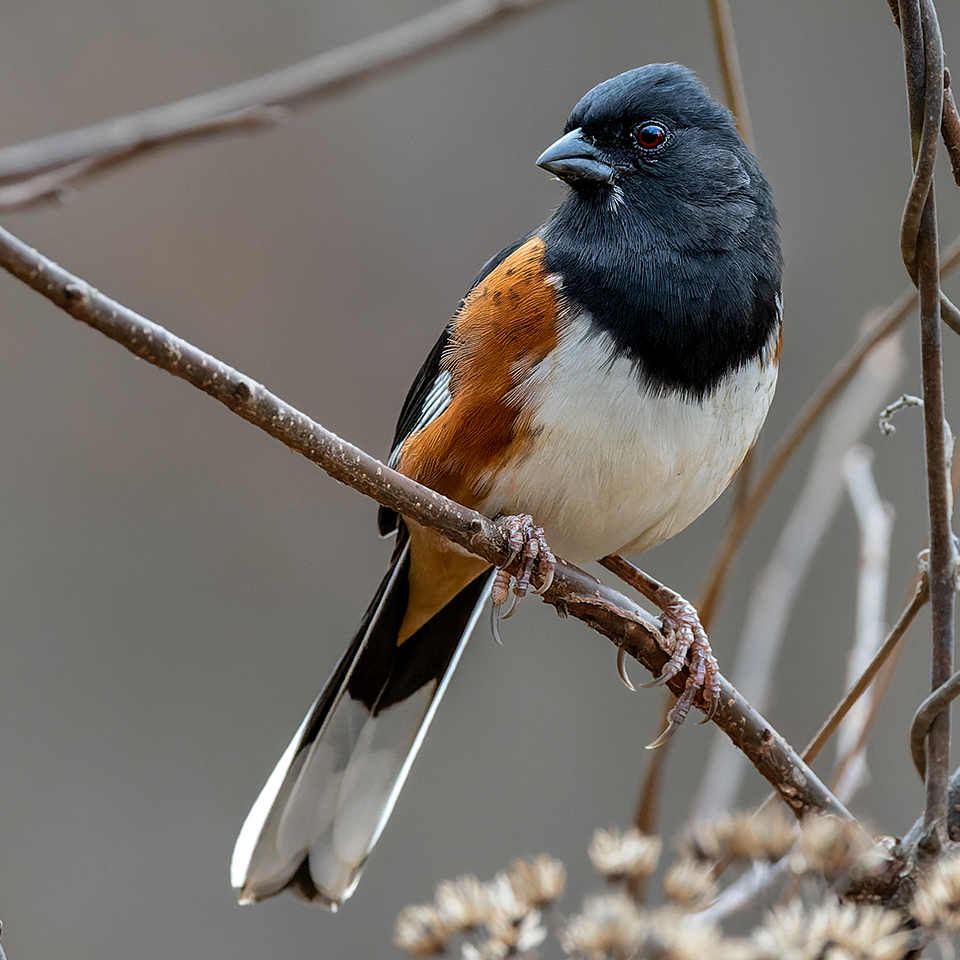 Eastern towhee on a branch
