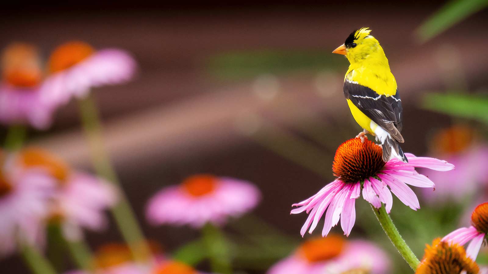 American goldfinch perched on a coneflower seed head in a prairie planting.