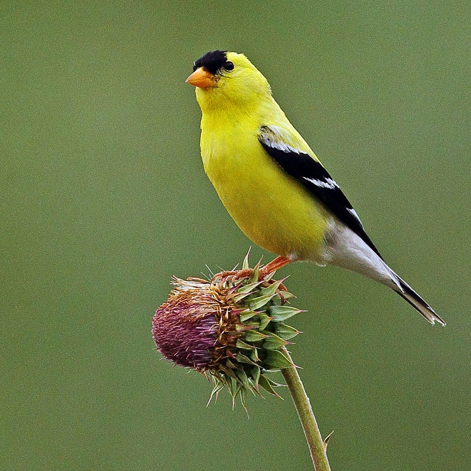 American goldfinch clinging to a coneflower seed head