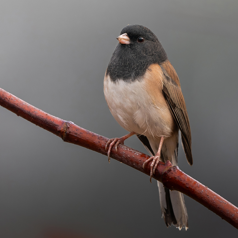 Dark-eyed junco fon a branchsa