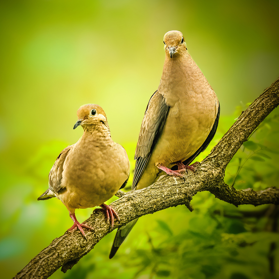 Two mourning doves on a branch