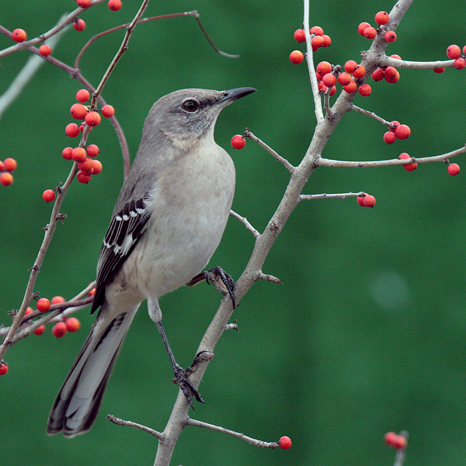 Northern mockingbird perched at the top of a shrub
