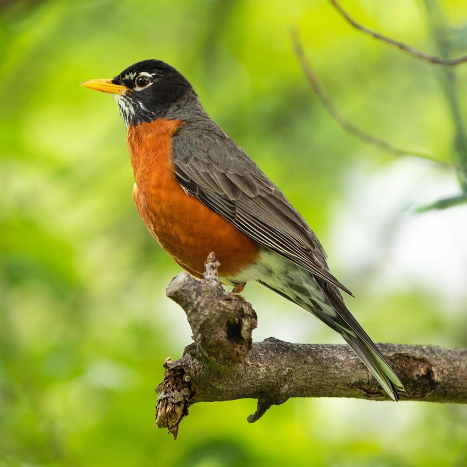 American robin perched on a branch