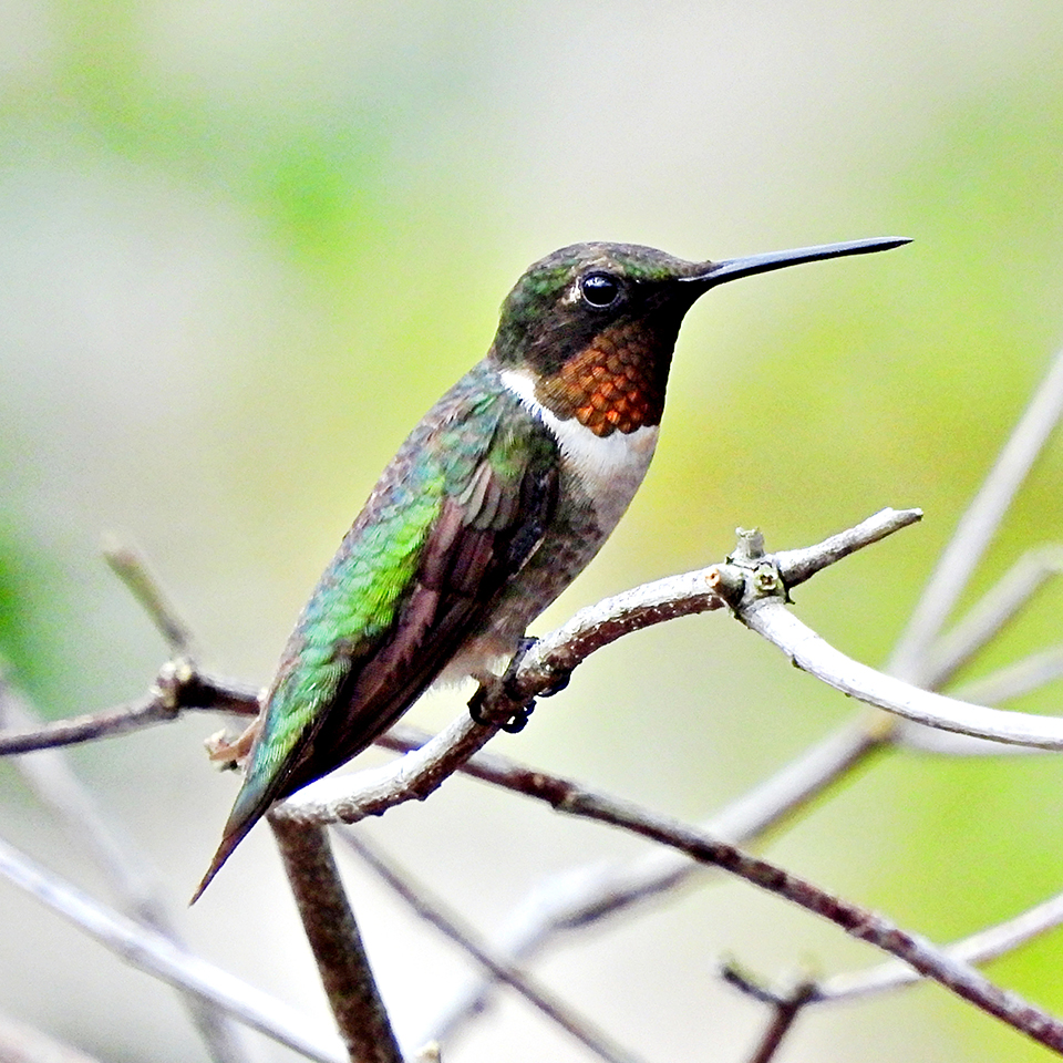 Male ruby-throated hummingbird