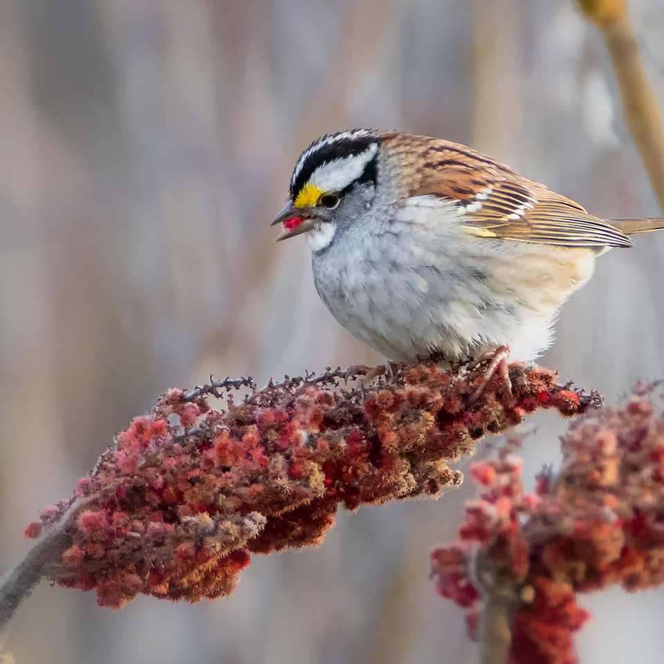 White-throated sparrow eating a sumac seed