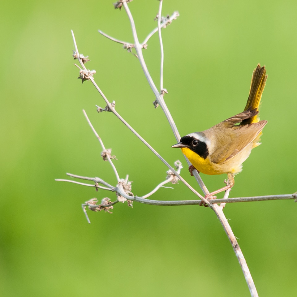 Male common yellowthroat warbler with bold black mask in meadow vegetation