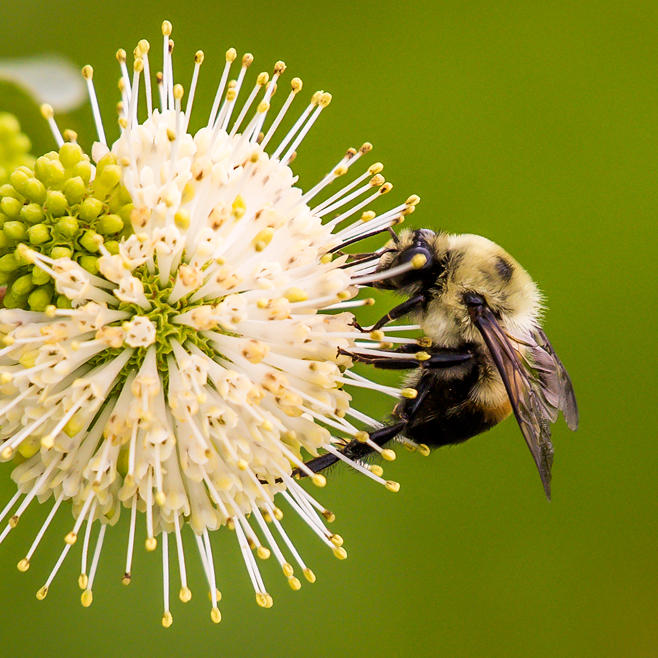 Bumble bee on a buttonbush