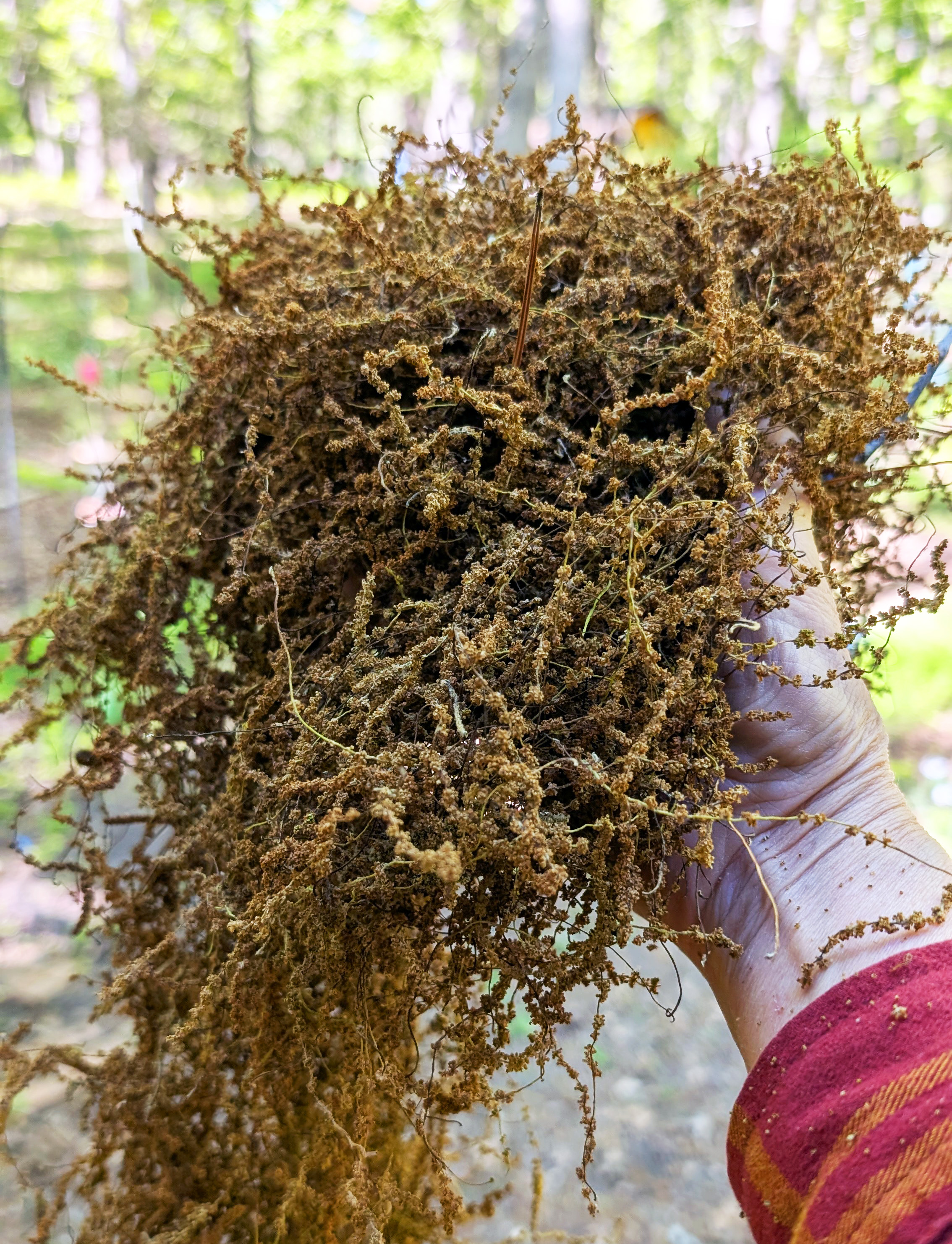 handful of oak catkins