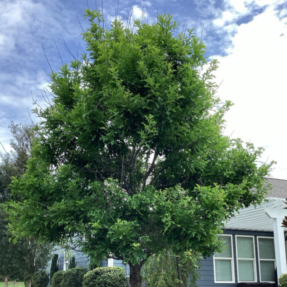 Tree in lawn after improvement, healthy and vibrant