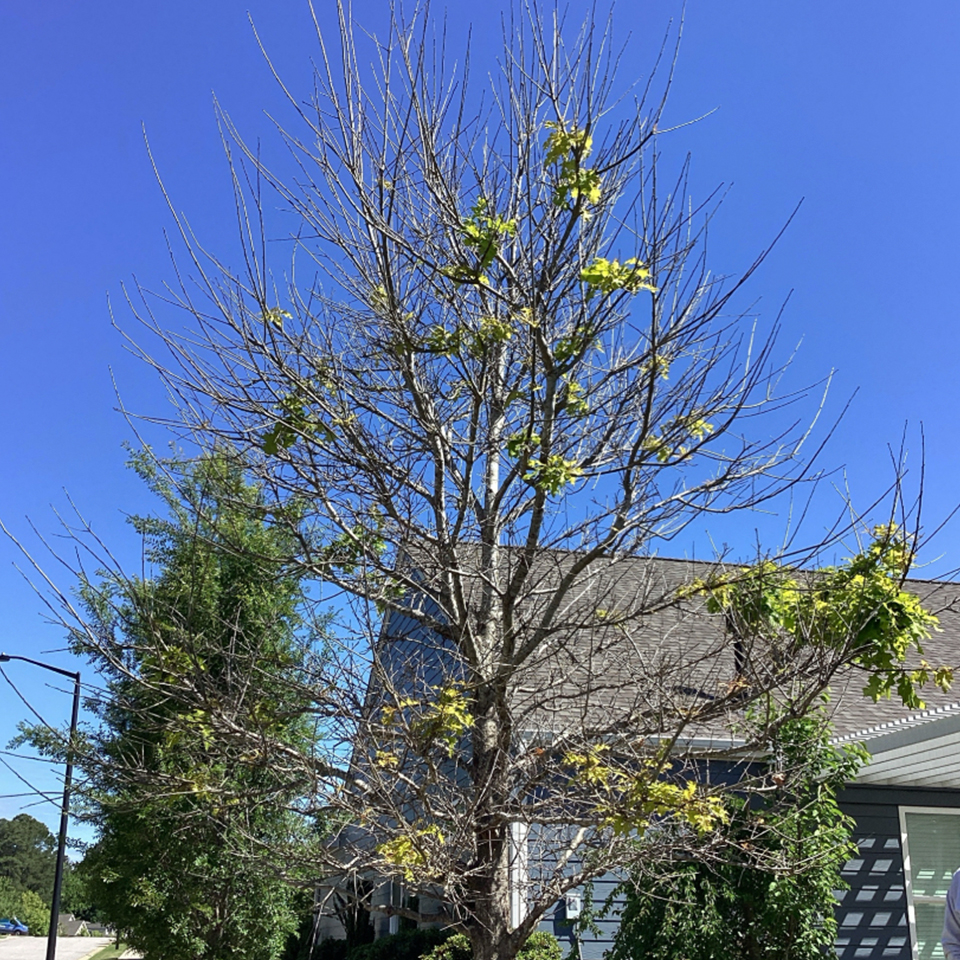 Tree in lawn before treatments