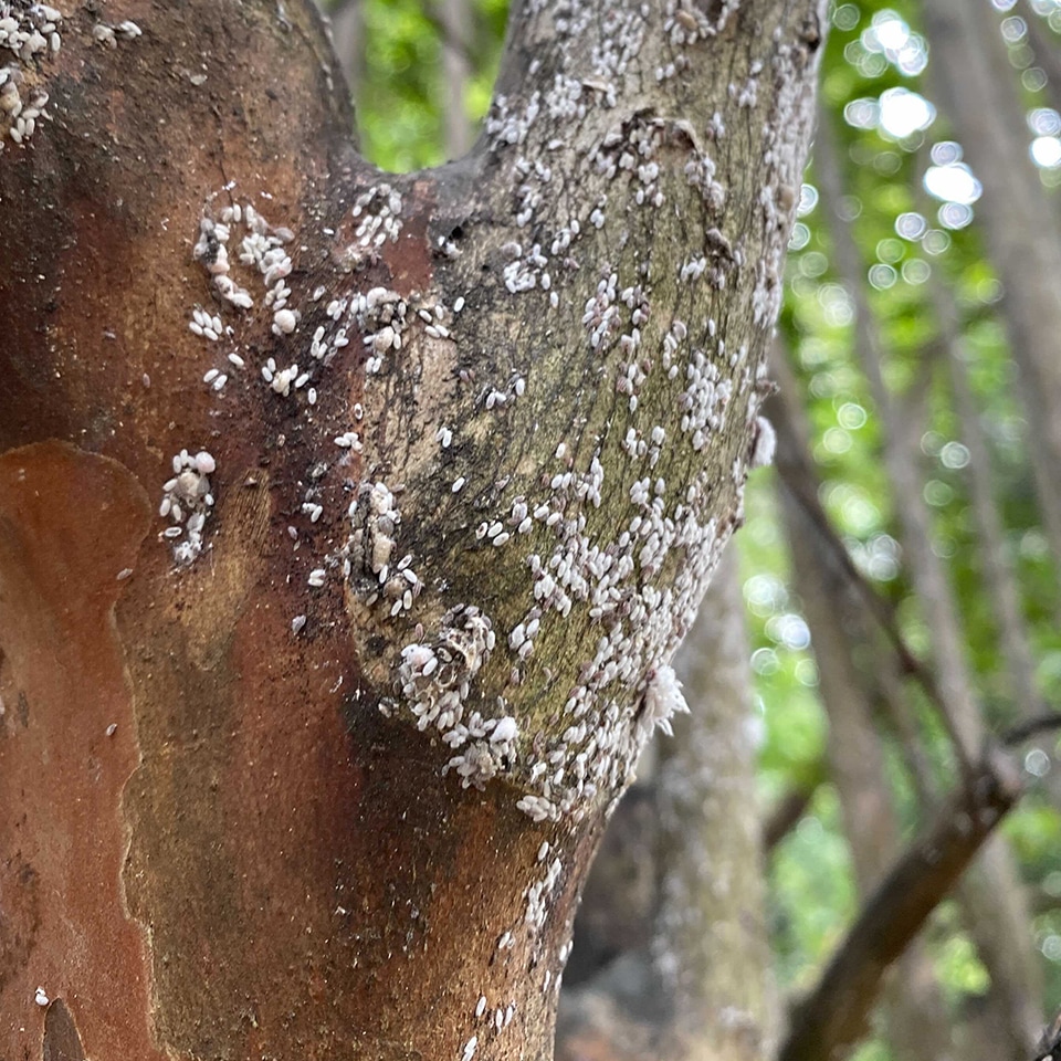 Crape Myrtle Scale