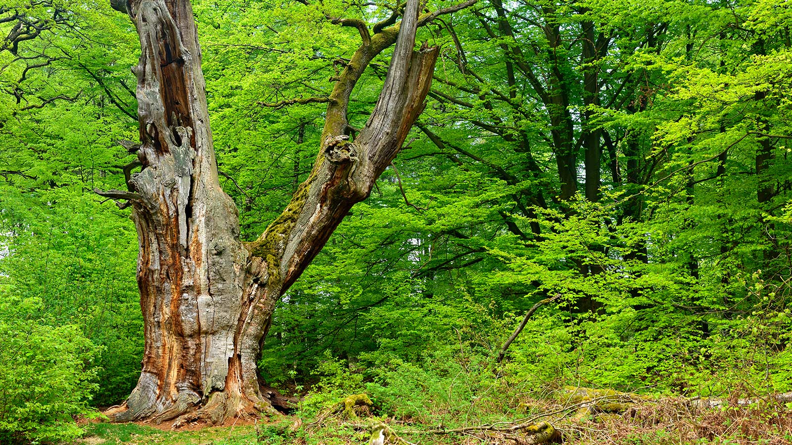 A dead tree left standing, providing habitat for wildlife