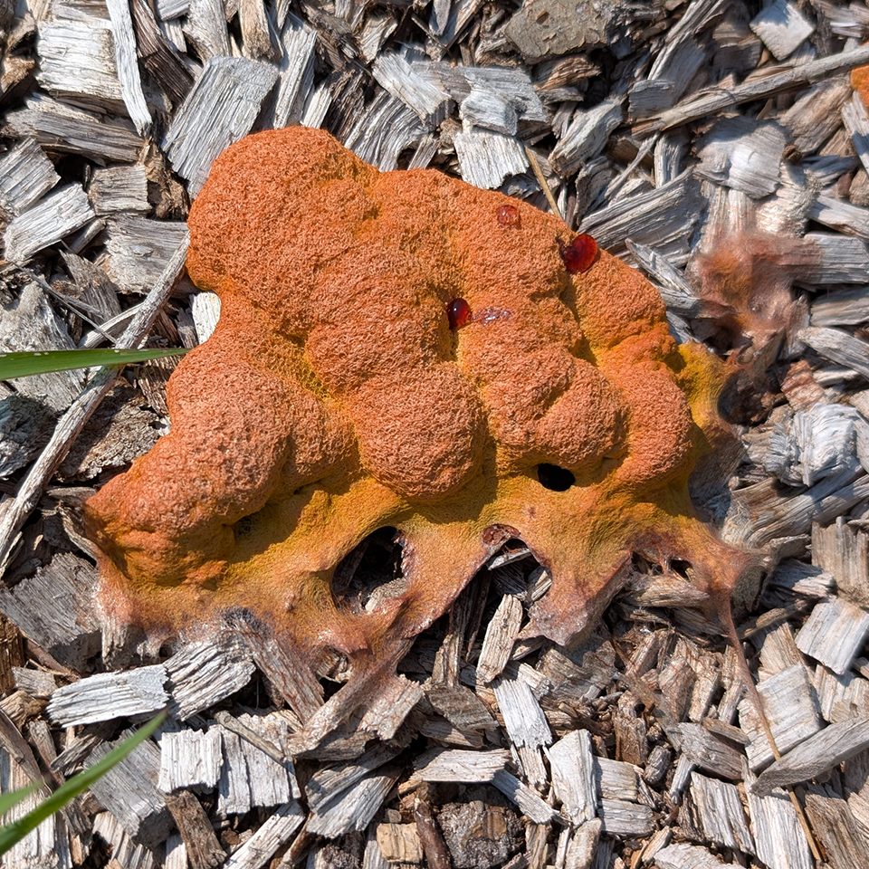 Dog vomit mold on wood chip mulch
