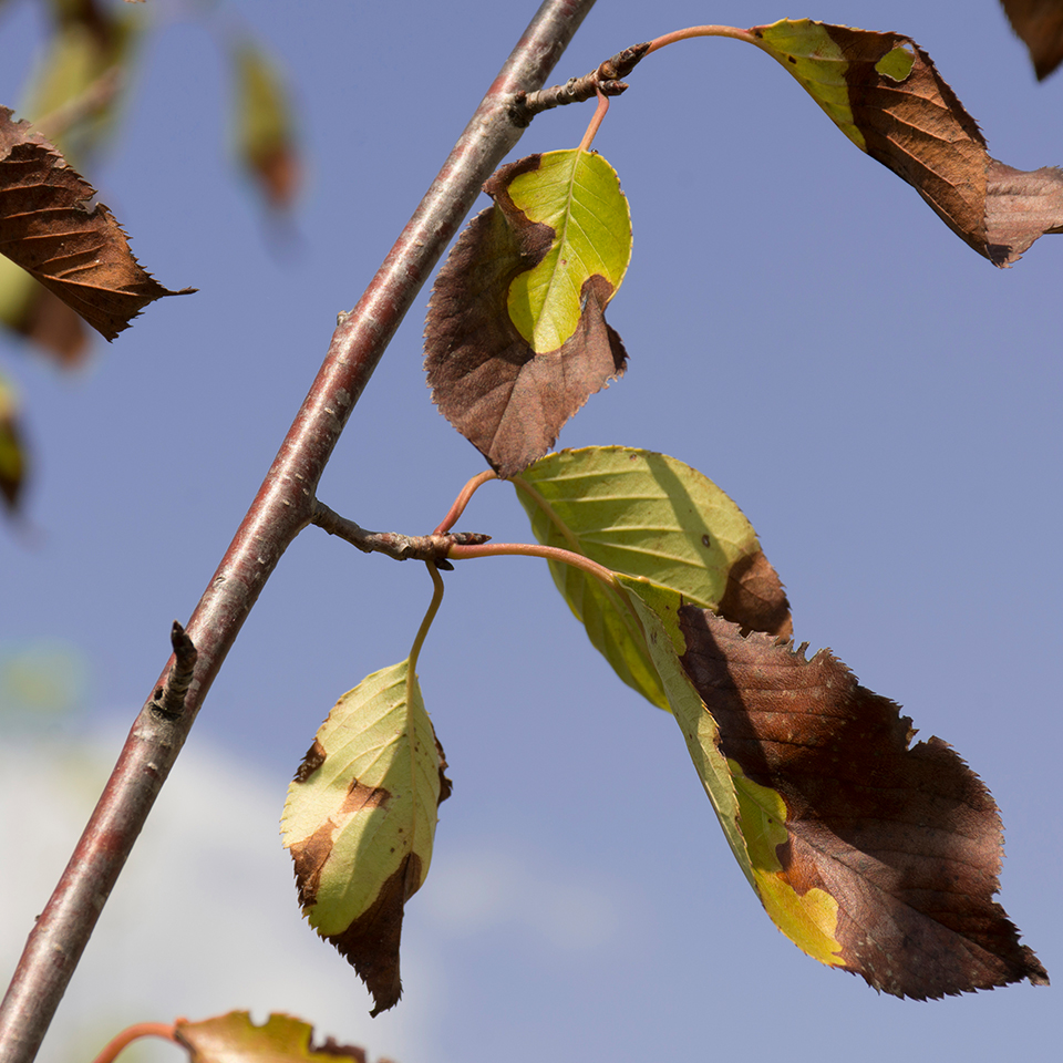 An evergreen tree showing signs of drought stress
