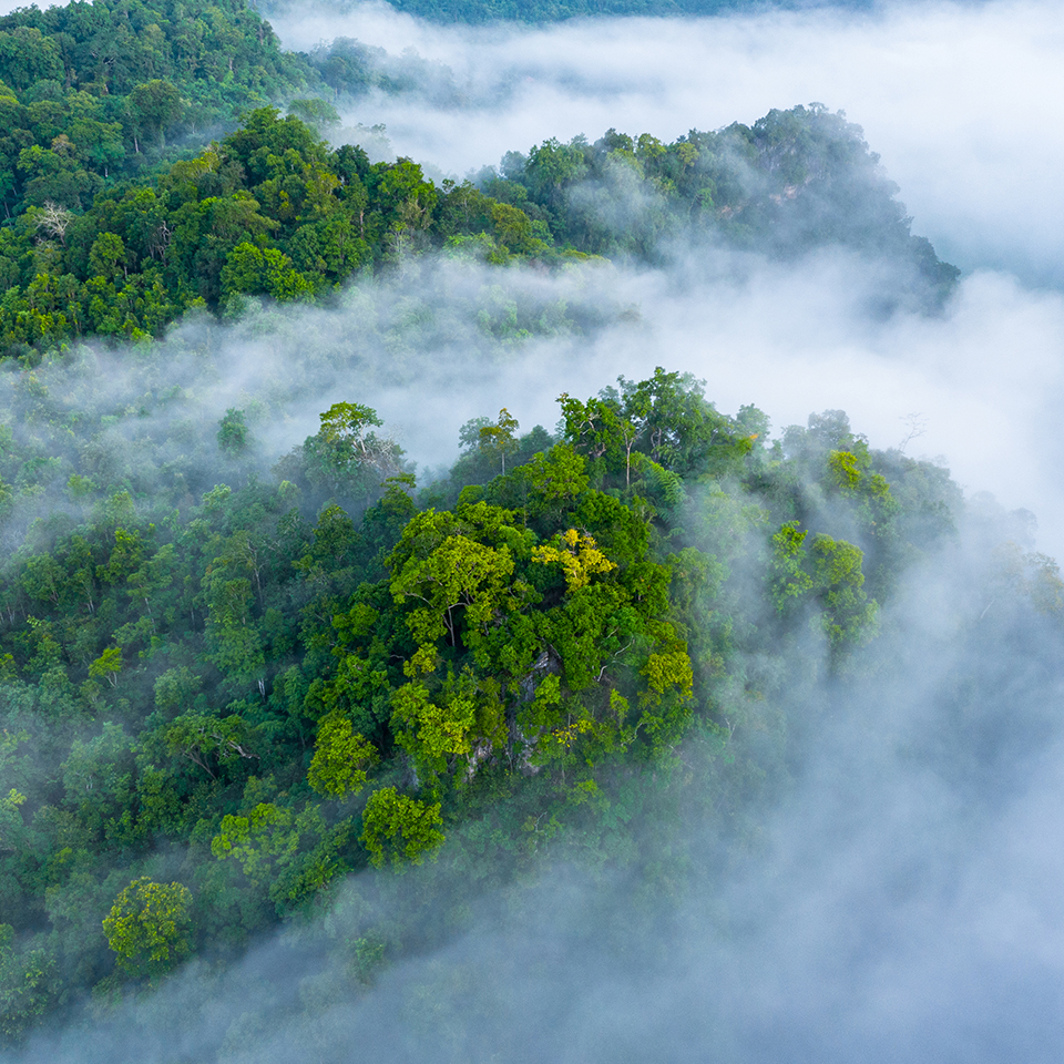 clouds over a healthy forest canopy